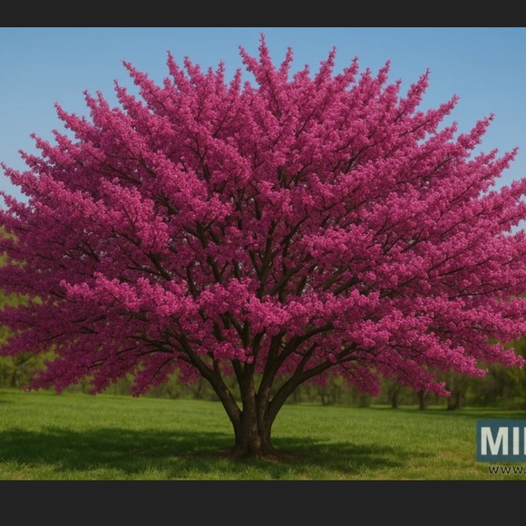 fawnmango